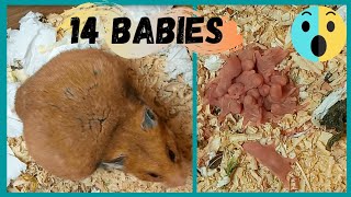 Hamsters give birth to 14 babies and almost lose their lives especially as they give birth for the [upl. by Ecissej]