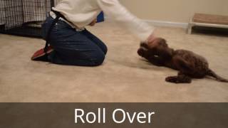 Chip 16WeekOld Lagotto Romagnolo Puppy Obedience Training [upl. by Octavia748]