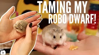 TAMING MY ROBOROVSKI HAMSTER [upl. by Nylarak836]