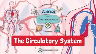 Science with Grammarsaurus  The Circulatory System [upl. by Aysan]