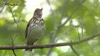 Wood Thrush singing [upl. by Faxon]