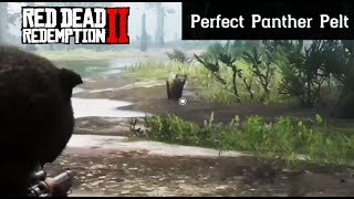 Where To Find A Panther  Red Dead Redemption 2 Perfect Pelt Location Guide RDR2 [upl. by Figge533]