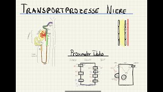 Transportmechanismen in der Niere  Physiologie des Nephrons  Henle Schleife [upl. by Lazarus692]