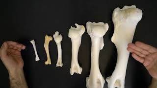 Comparative anatomy of the humerus [upl. by Aeli]