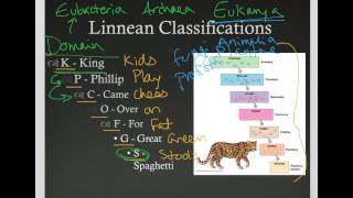 Linnaean Classification [upl. by Leiand137]