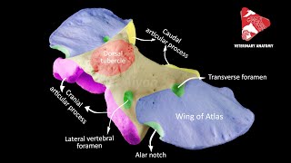 Comparative anatomy of the atlas  C1 [upl. by Garrick]