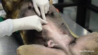 SpayNeuter Surgery Incision Placement [upl. by Eseyt]