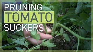 Pruning Removing Tomato Suckers [upl. by Jilli]