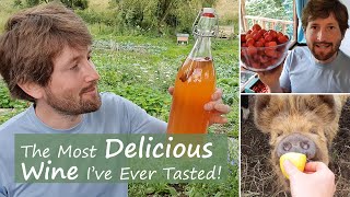 How to Make Strawberry Wine  Easy Recipe For Beginners [upl. by Penrod]