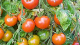 Saving Tomato Seeds How to Prepare and Store Seeds from Your Tomato Plants [upl. by Margette]