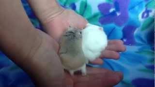 How To Hold Your Robo Hamster [upl. by Polak]