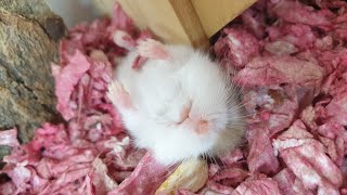 Cute Sleepwalking Baby Roborovski Hamster  JiJu Hamster [upl. by Eniarda565]