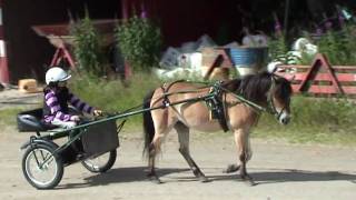 3 year old gotland pony  training  gotlandsruss [upl. by Ekihc]