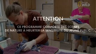 « L’inertie utérine » chez une chienne [upl. by Lunt12]