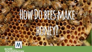 How Do Bees Make Honey [upl. by Nytsirt]