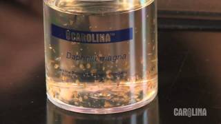 How to Care for Daphnia [upl. by Garwood]