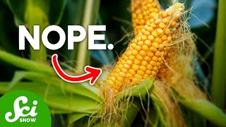 Are GMOs Actually Bad For You [upl. by Rubi]