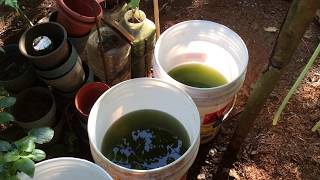 How to grow Green Water Algae [upl. by Yblehs857]