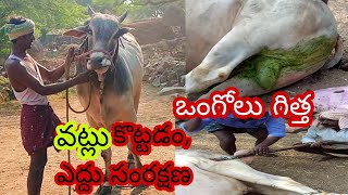 castration of a Ongole bull [upl. by Enitsej48]