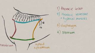 VNatomy  Thoracic cavity [upl. by Nylissej244]