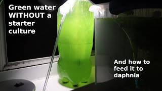 Green Water WITHOUT a Starter Culture  From Scratch  How To [upl. by Noiztneb]