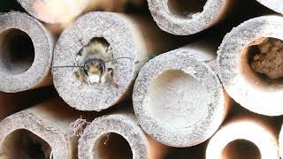 Attracting Mason Bees to Your Yard [upl. by Ikcin]