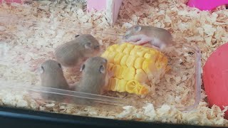 Hamster Babies Growing Up day 1 to day 28 Hamster Roborovski 🐹🐹 [upl. by Jacy]