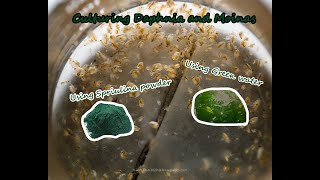 How To Culture Daphnia and Moinas using Green Water Spirulina powder [upl. by Nlycaj508]