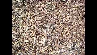 How fast do Woodchips Decompose [upl. by Bergstrom201]