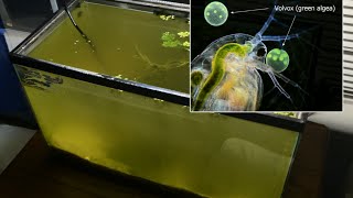 Raising Daphnia for the Freshwater Aquarium [upl. by Vipul]