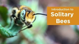 Introduction to Solitary Bees [upl. by Nilatak568]