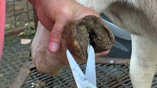 Basic Hoof Trimming  Boer Goats [upl. by Ynaitirb419]