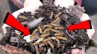 what they DONT tell you about WOOD CHIPS [upl. by Nahc]