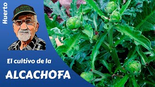 𝗔𝗟𝗖𝗔𝗖𝗛𝗢𝗙𝗔 El cultivo completo de las alcachofas [upl. by Adnolaj]