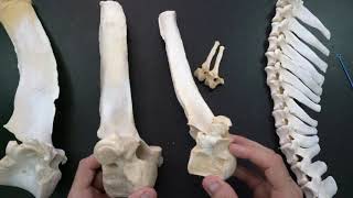 Comparative anatomy of the thoracic vertebrae [upl. by Frame]