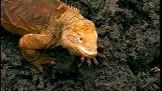 National Geographic Galapagos Islands Land of Dragons 1998 VHS [upl. by Arsuy]