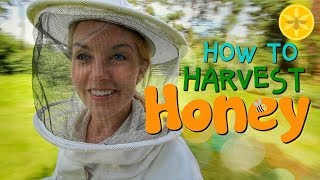 How to Harvest Honey  Beekeeping with Maddie 12 [upl. by Lirpa392]