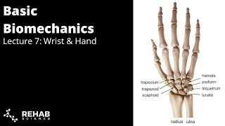 Biomechanics Lecture 7 Wrist amp Hand [upl. by Asial]