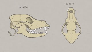 VNatomy  Canine Skull overview [upl. by Alorac]