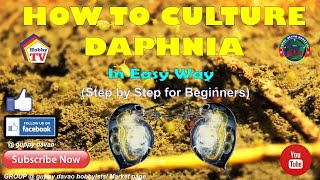 HOW TO CULTURE DAPHNIA In Easy Way [upl. by Nedlog]