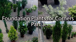 Lots of Foundation Plants for Corners  Part 3 [upl. by Aliet]