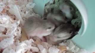 Roborovski hamster pups [upl. by Neelie]